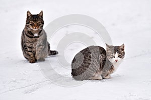 Mražené kočky na sníh 