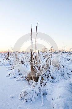 Frozen cattail. Winter in Russia photo