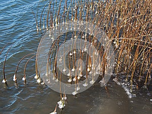 Frozen Cattails in Cold Water