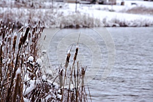 Frozen Cattails by the lake