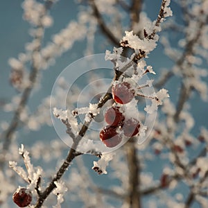Frozen cherries