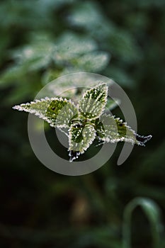 Frozen Chinese Burn morning dew