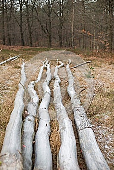 Frozen chopped trees lying in grass.