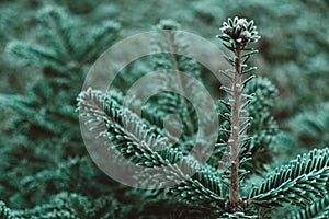 Frozen Christmas trees. Green pine branches are covered with hoarfrost. Winter and Christmas background. Copy, empty space for
