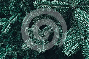 Frozen Christmas trees. Green pine branches are covered with hoarfrost. Winter and Christmas background. Top view. Copy, empty