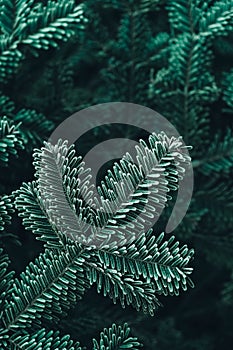 Frozen Christmas trees. Green pine branches are covered with hoarfrost. Winter and Christmas background. Top view. Copy, empty