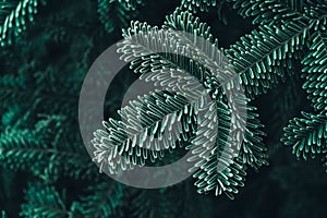 Frozen Christmas trees. Green pine branches are covered with hoarfrost. Winter and Christmas background. Top view. Copy, empty