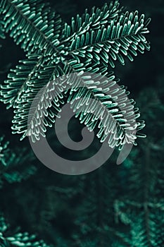 Frozen Christmas trees. Green pine branches are covered with hoarfrost. Winter and Christmas background. Top view. Copy, empty