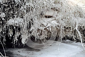 Frozen clay roots of a tree