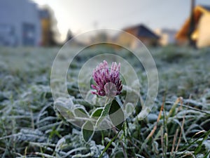 Frozen Clover Flower pokrytá ľadovou námrazou počas skorej jari v prírode.