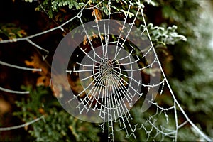 Frozen Cobweb