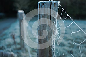 Frozen cobwebs or spider webs on a fence post on a frosty morning