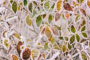 Frozen colorful leaves in the garden, natural winter background, macro image