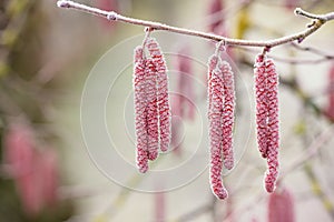 Frozen common hazel branch and male catkins covered with ice, abstract nature background, early spring