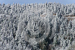 Frozen coniferos forest in winter