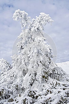 Zmrzlý jehličnatý strom, Nízké Tatry, Slovensko, přírodní scéna