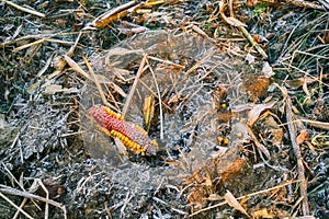 Frozen corn cob thrown in the forest