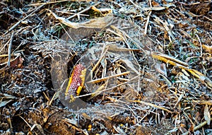 Frozen corn cob thrown in the forest