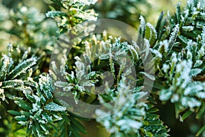 Frozen and covered with frost pine tree branch on an early winter morning, close up view