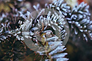 Frozen and covered with frost pine tree branch on an early winter morning, close up view