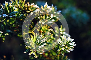 Frozen and covered with frost pine tree branch on an early winter morning, close up view