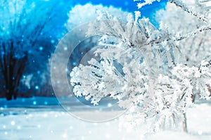 Frozen covered with snow and frost tree branch