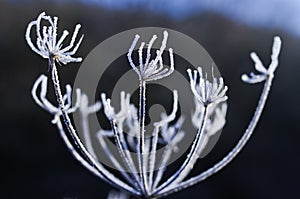 Frozen cow parsley