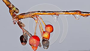 Frozen crab apples covered in ice