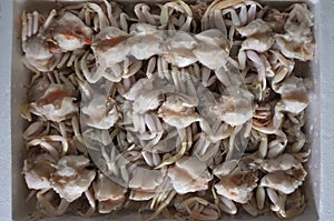 Frozen crab, Close up fresh crab