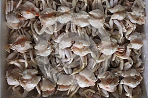 Frozen crab, Close up fresh crab