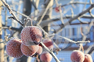 Frozen Crabapples Tree