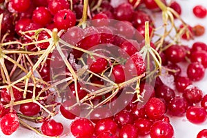 Frozen cranberry twigs