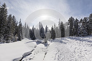 Frozen creek with snowy fir trees on a beautiful winter day