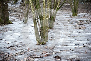 Frozen creek in winter forest