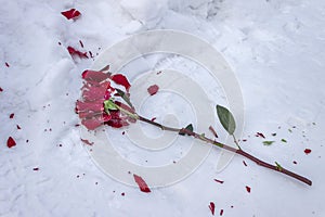 Frozen and crushed red rose in the cold snow on the road in winter