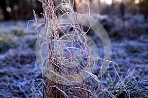 Frozen curled tall grass in morning sunlight wintertime