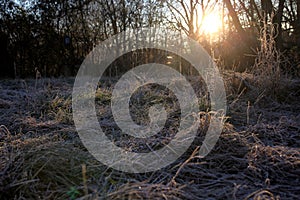 Frozen curled tall grass in morning sunlight wintertime