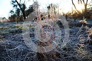 Frozen curled tall grass morning sunlight in yard winter texture background