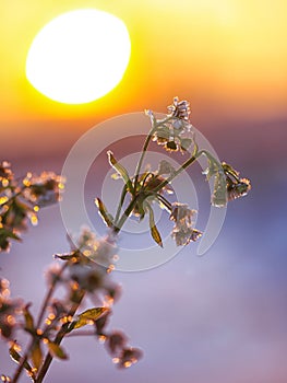 Frozen daisies at sunset