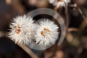 Frozen dandelion, autumn