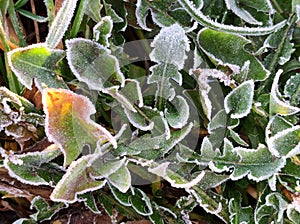 Frozen dandelion (Taraxacum officinale) leaves in macro view