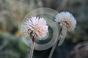 Frozen Dandelions