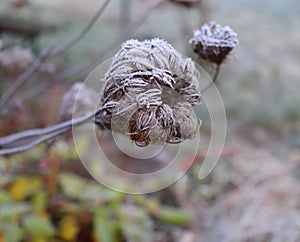 Frozen Daucus carota, whose common names include wild carrot, bird`s nest, bishop`s lace, and Queen Anne`s lace The