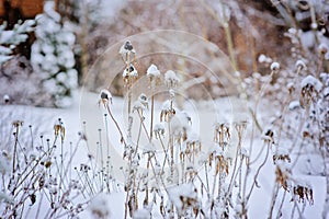 Frozen dead flowers in winter garden