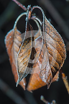 Frozen dead leafes macro