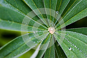 Frozen dew drop on lupine leaf Lupinus polyphyllus with rain drops background. Lupine plant before flowers, green star shaped