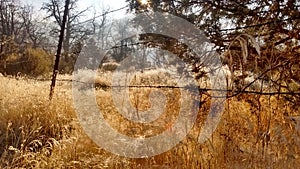 Frozen dew drops cattle pastures