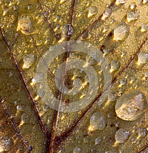 Frozen dew drops on fall leaf