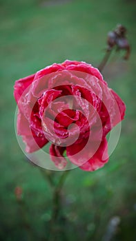 Frozen dew on a flower on a frosty autumn morning