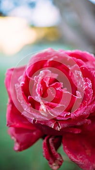 Frozen dew on a flower on a frosty autumn morning